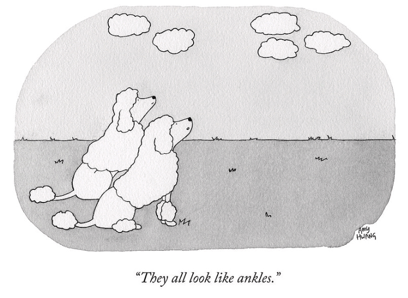 Two poodles look at clouds with the caption "they all look like ankles." 