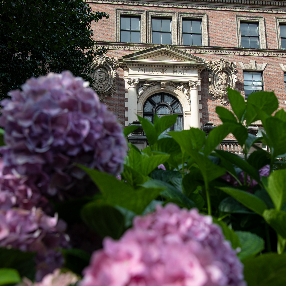 Hydrangeas bloom in front of Milbank Hall