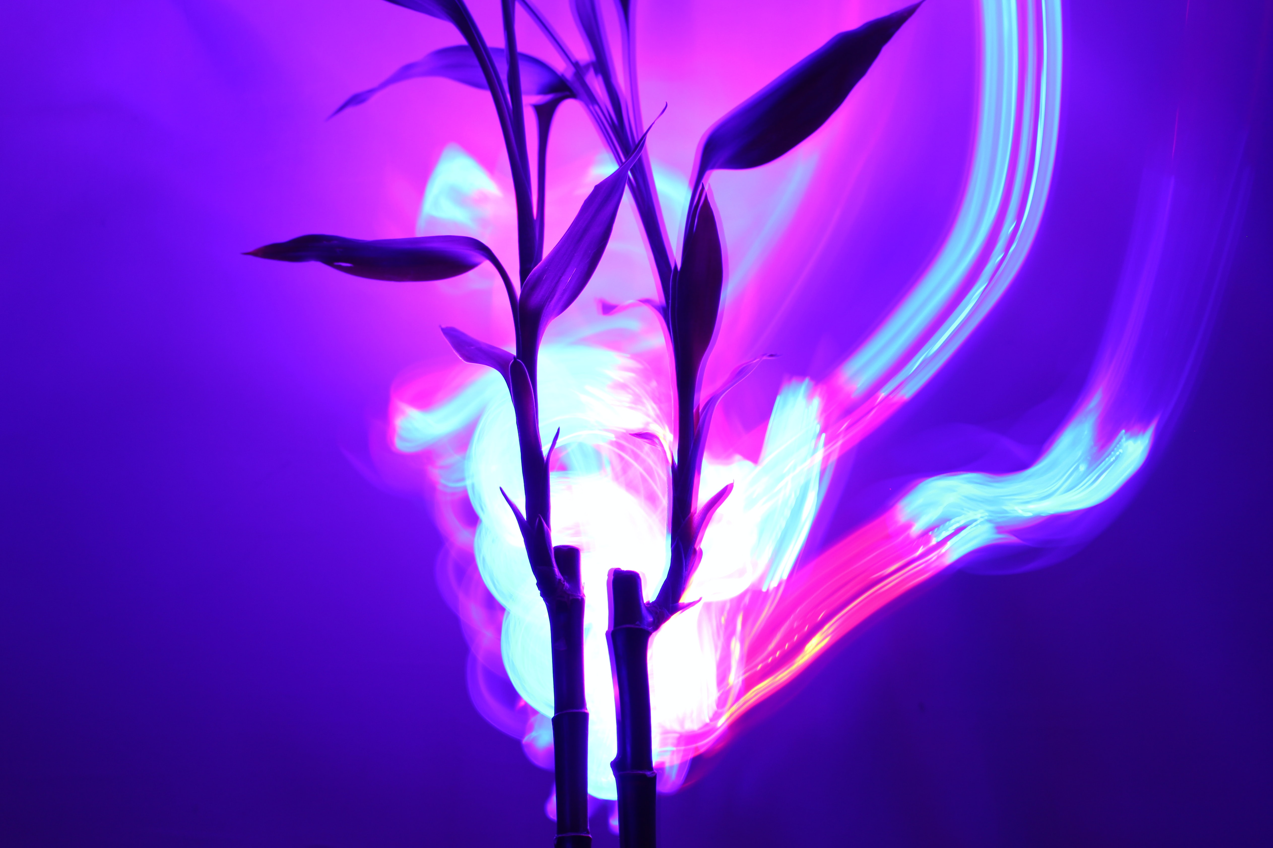 Leafy plant in front of neon lights