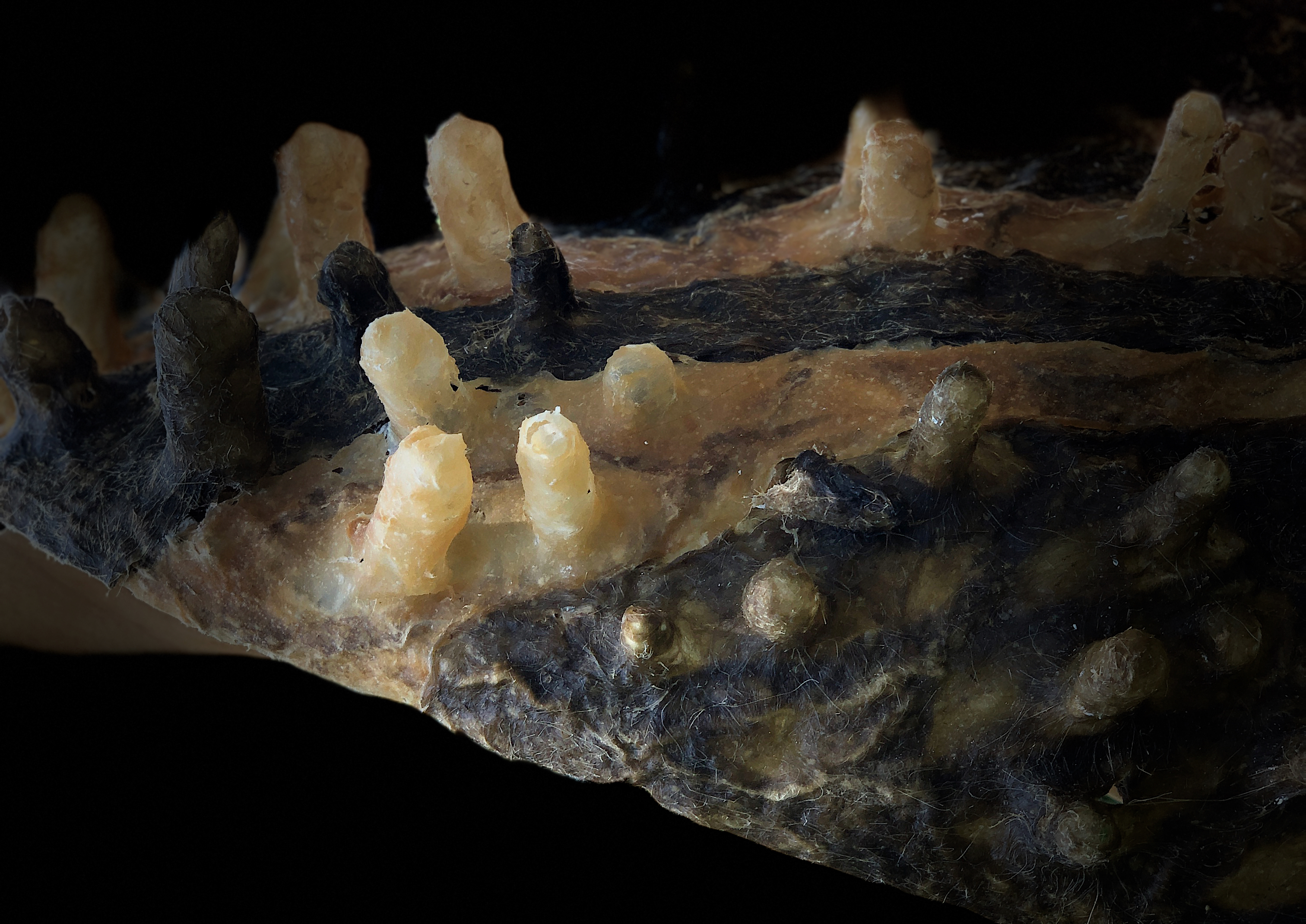A black and tan piece of bioplastic with finger-like texture on a black background