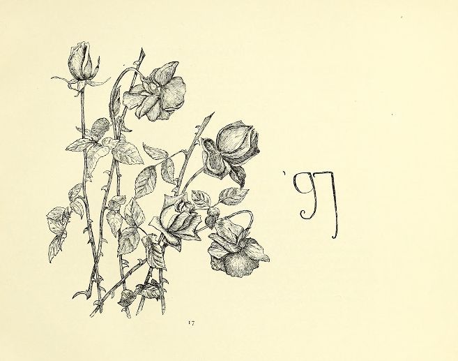 line draw flora on a yellowed background, the number '97, also line drawn