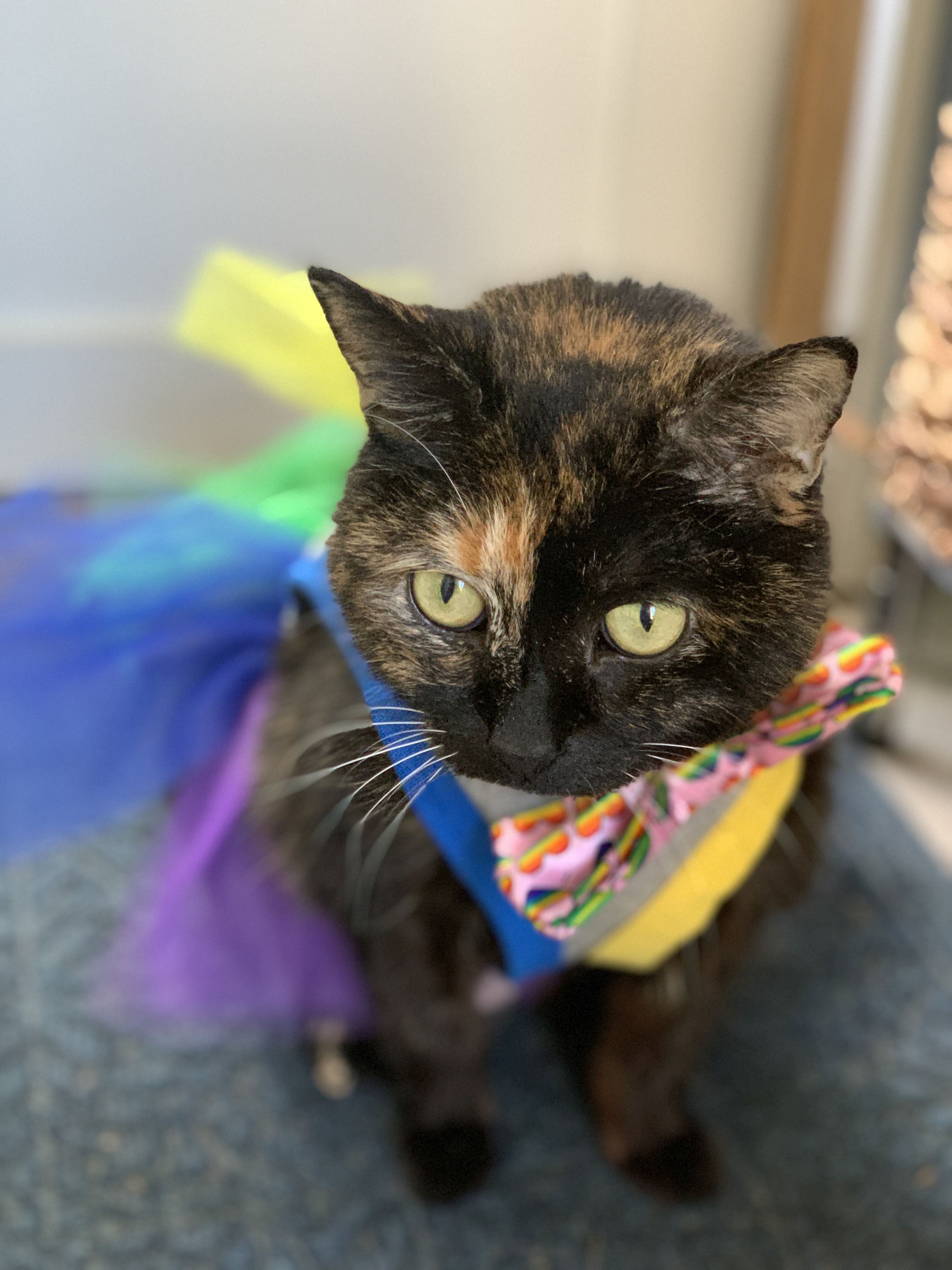 A black cat with orange tufts of fur wearing a Pride bow and tutu.