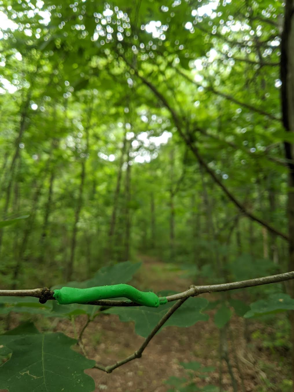 Clay "caterpillar" on a branch