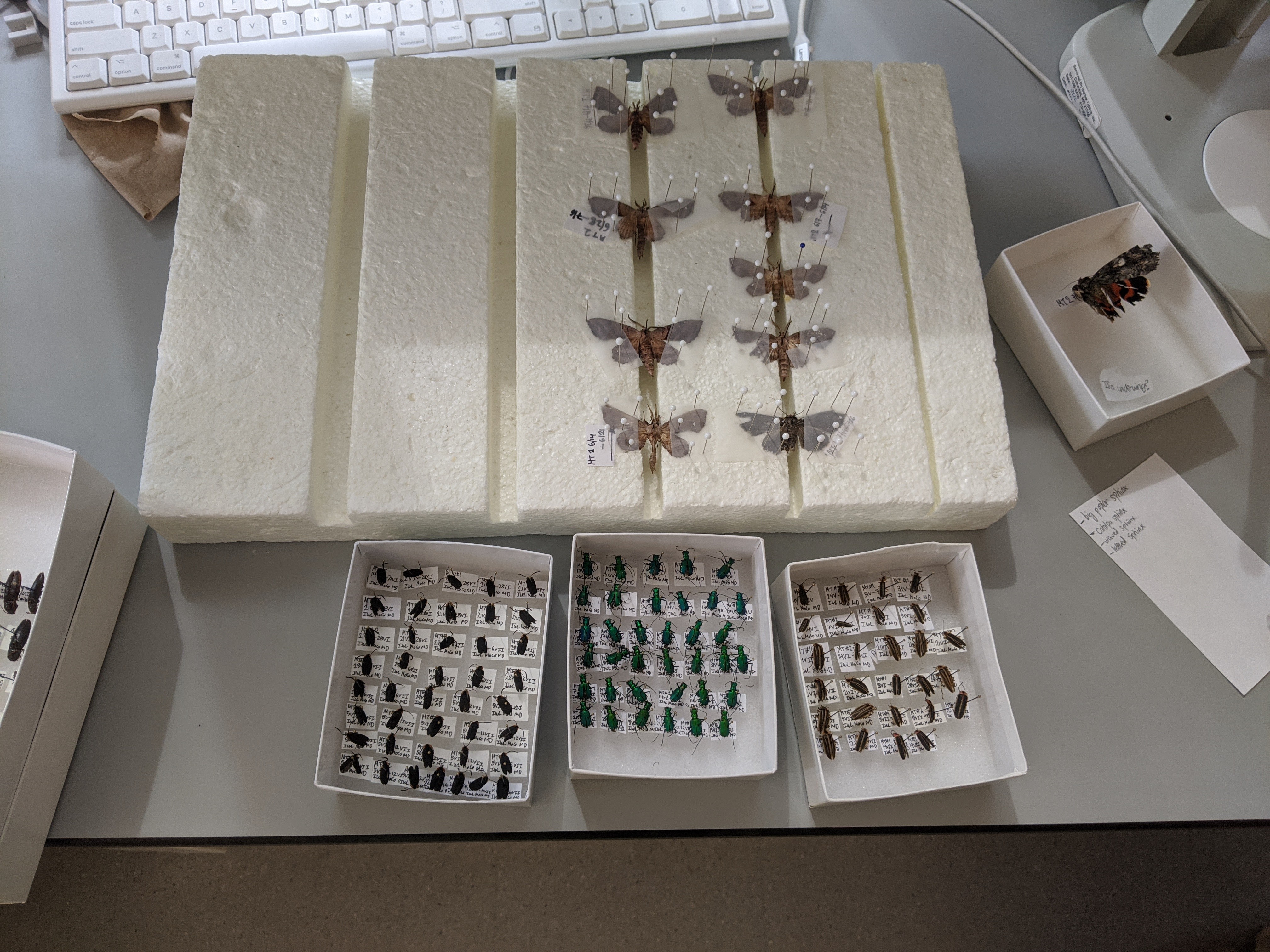 Some of the beetle, butterfly, and moth samples from the malaise traps that Deniz Ertem pinned