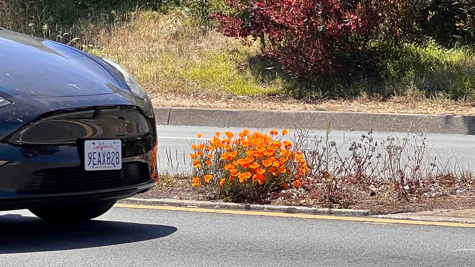 Poppies on the highway