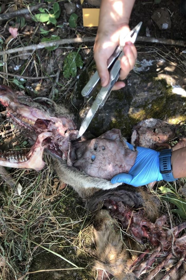 Lily Davenport points out mountain lion tooth marks on a deer carcass