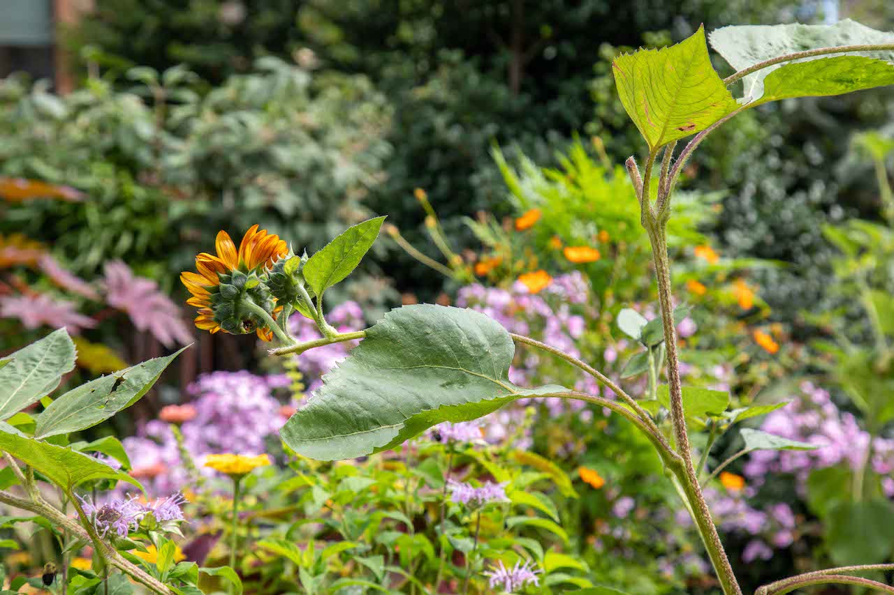 Barnard’s Bold Stand for the Planet | Barnard College