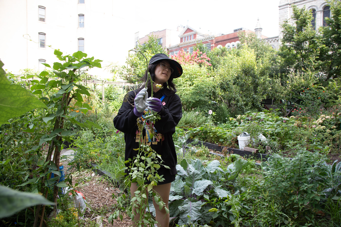 Student gardening tomatoes