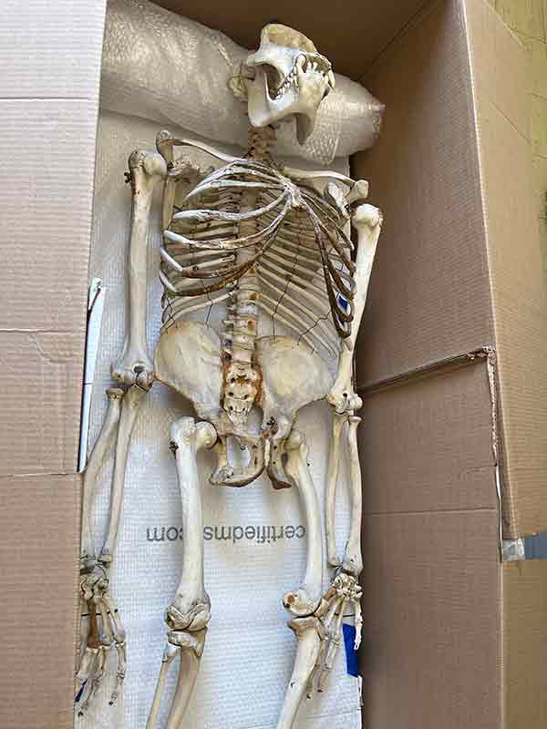 Gorilla skeleton packed for storage