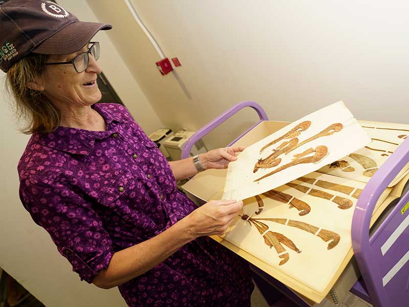 Hillary Callahan with herbarium specimens