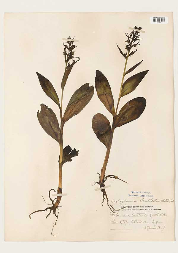 Coeloglossum bracteatum 