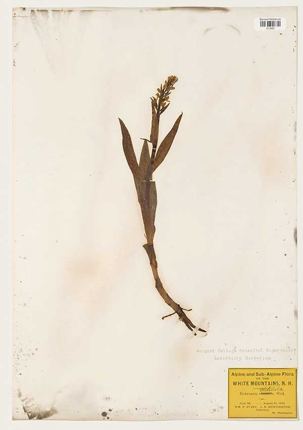 Habenaria 