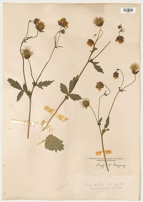 Geum rivale