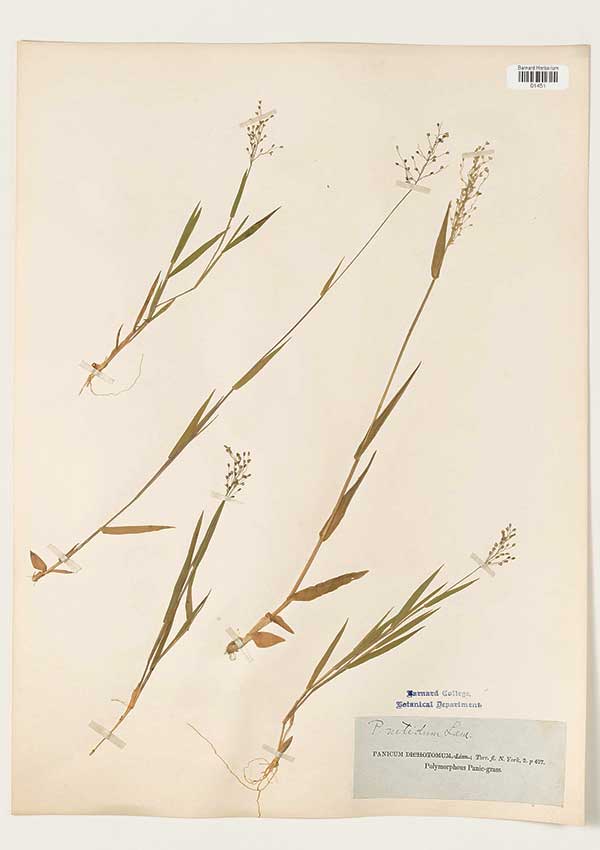 Panicum nitidum 