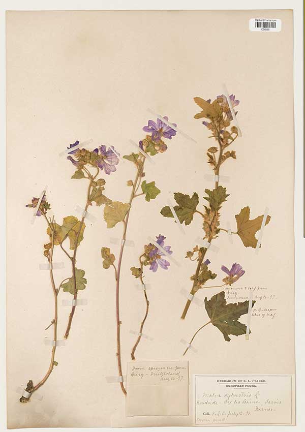 Malva sylvestris