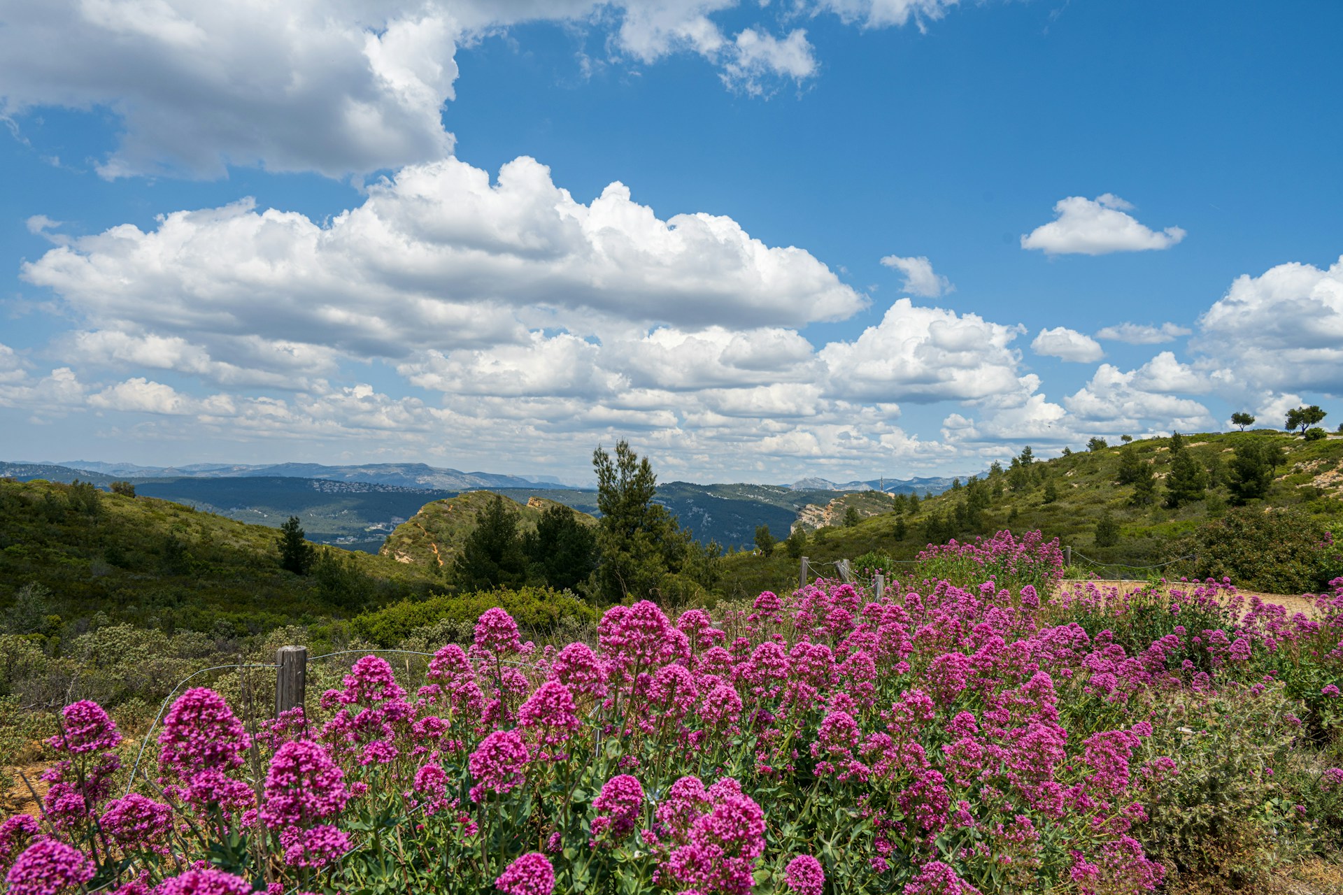 Provence landscape with lavender