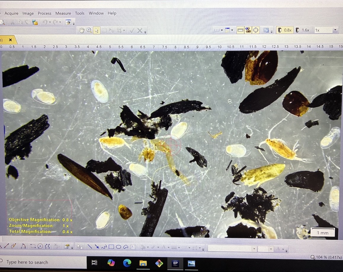 Ash and plankton under Nichole's microscope.