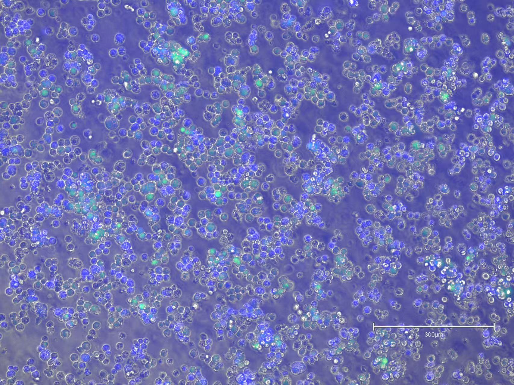 Image of Melody Xu's Research