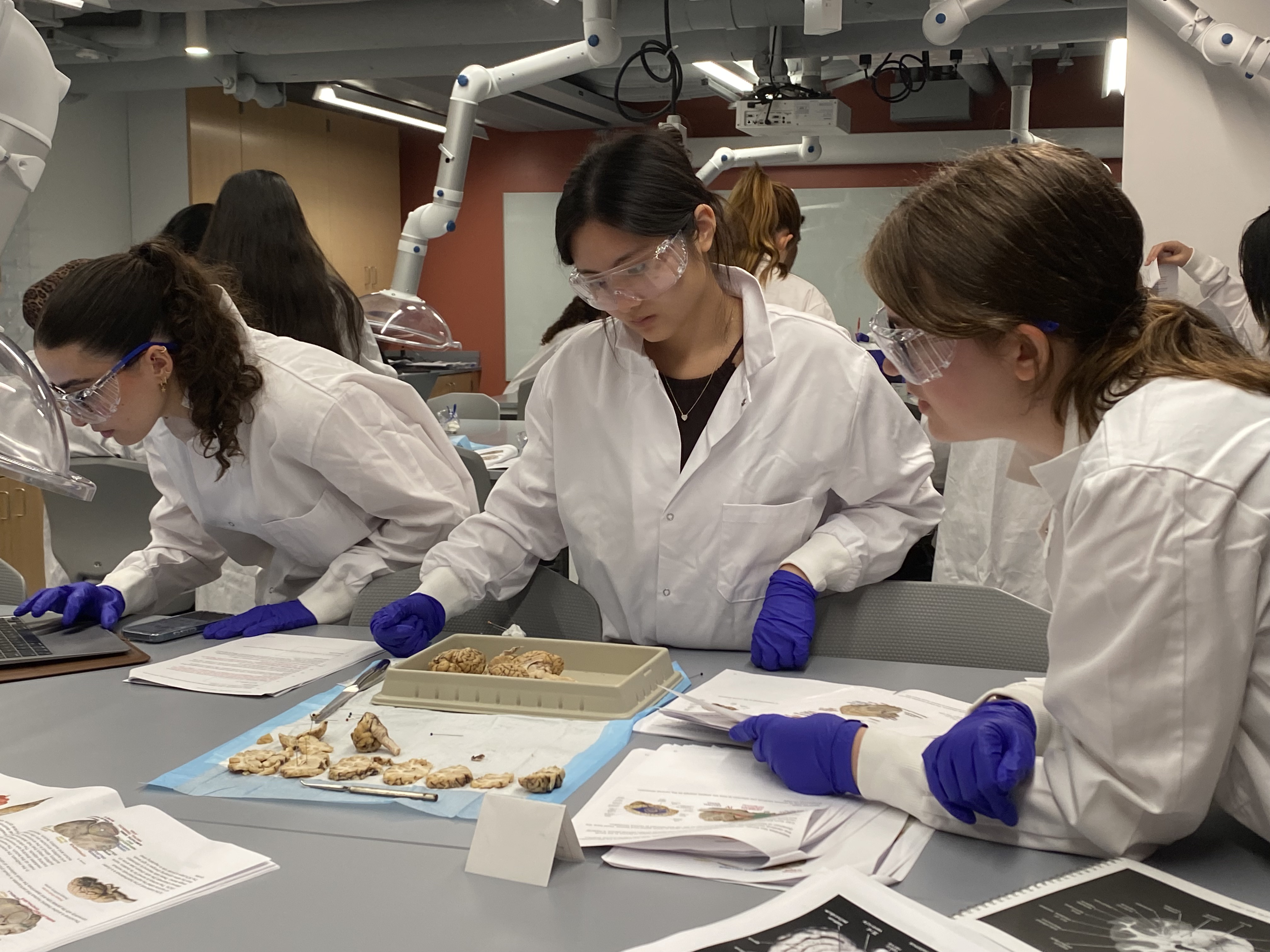 Three students dissect a brain.