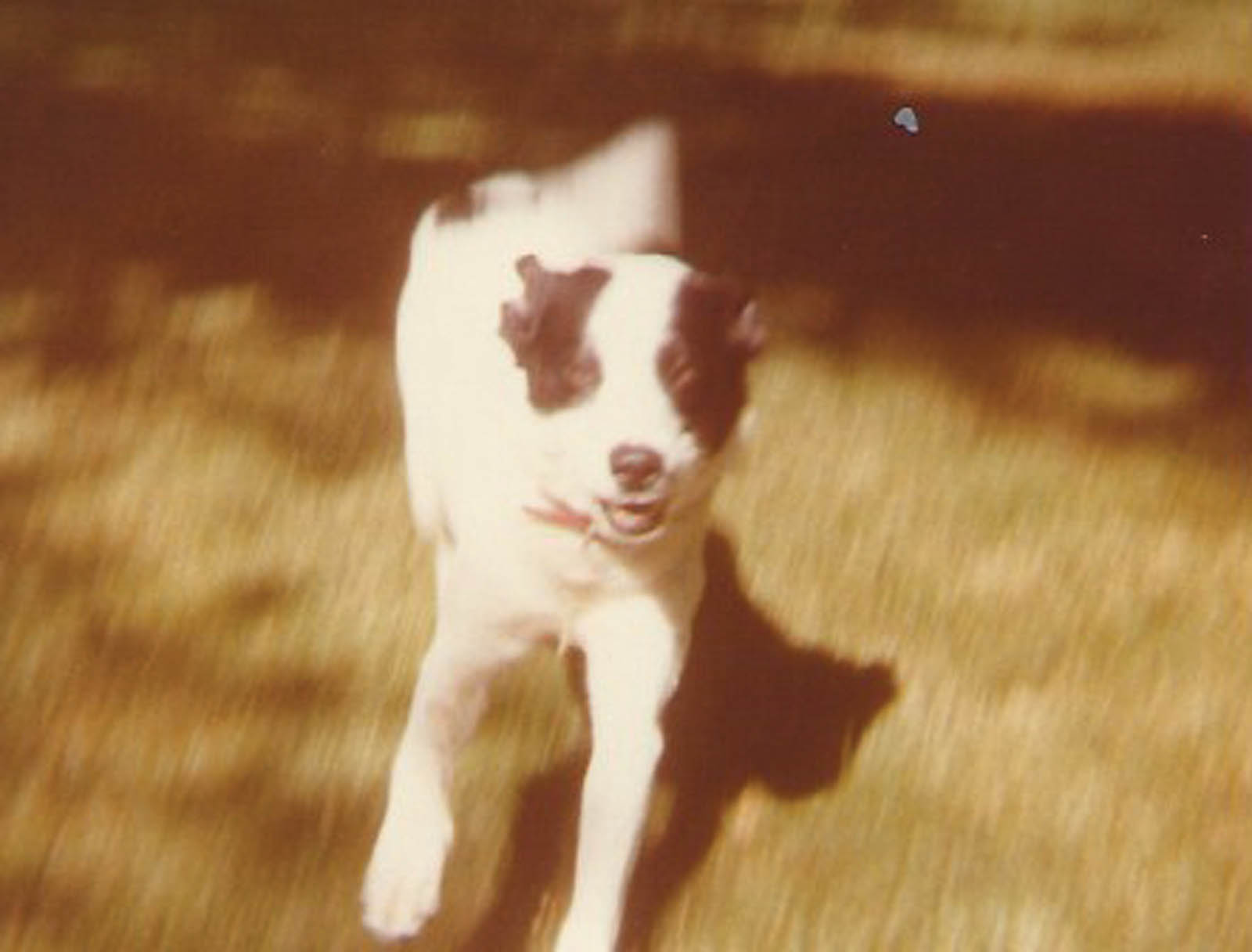 dog in vintage photo