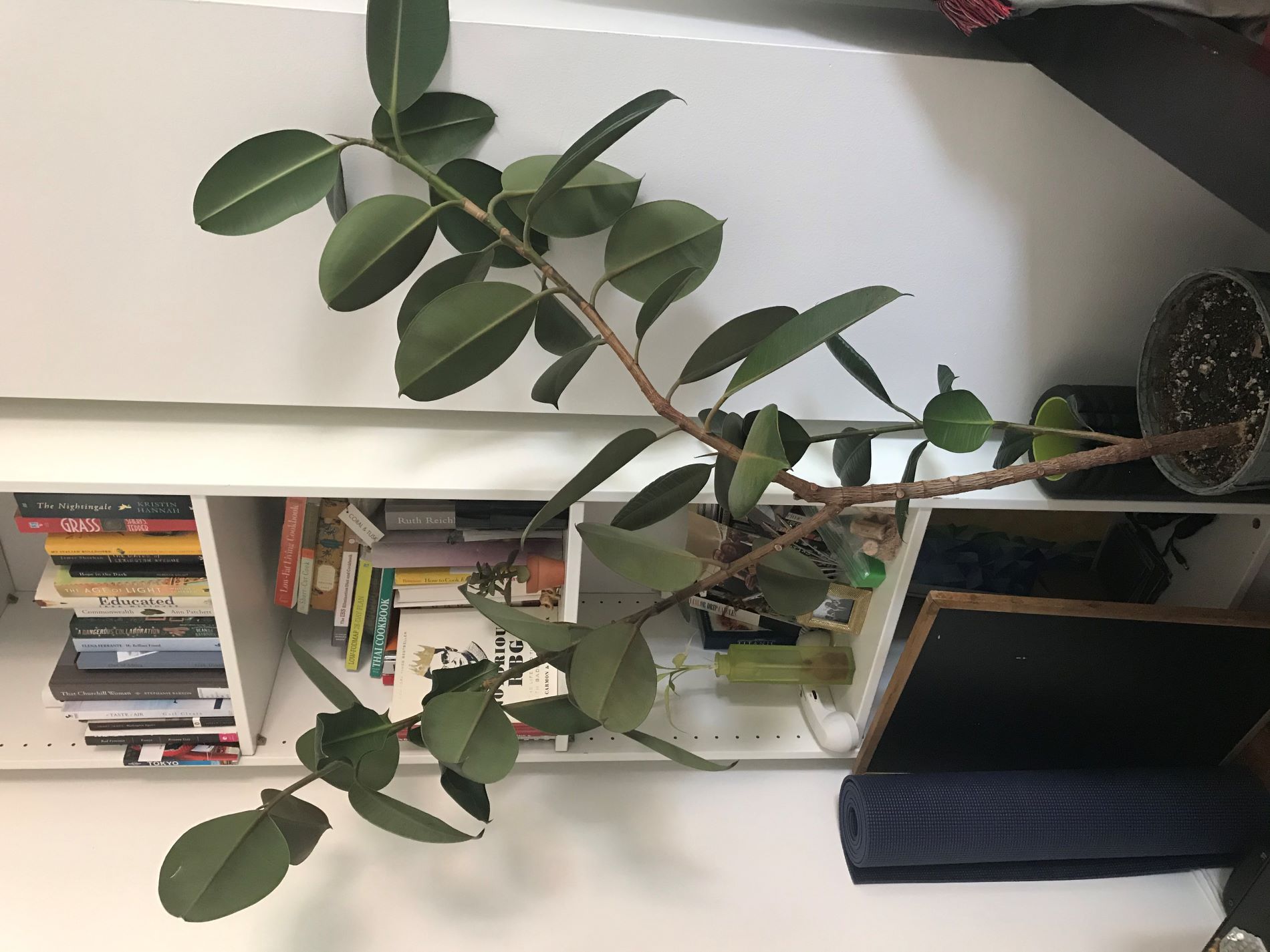 A tall, healthy rubber plant in an office