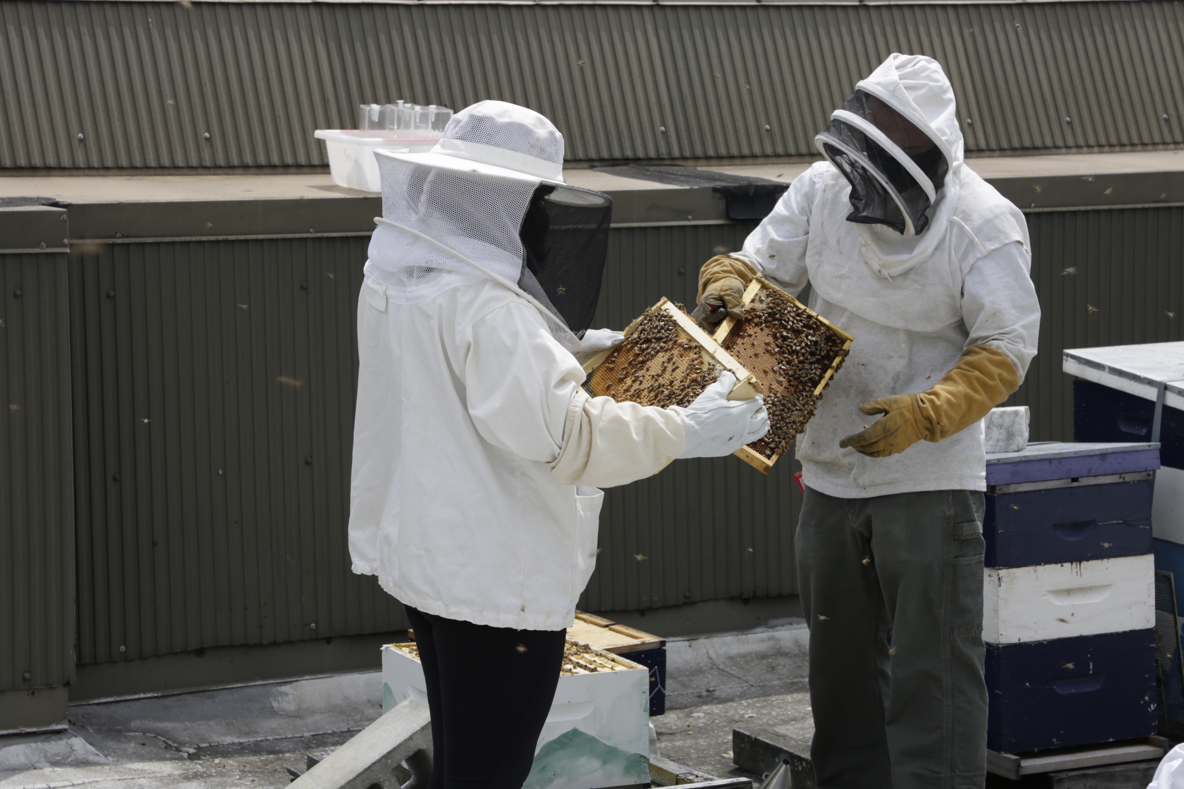 Rooftop Bees