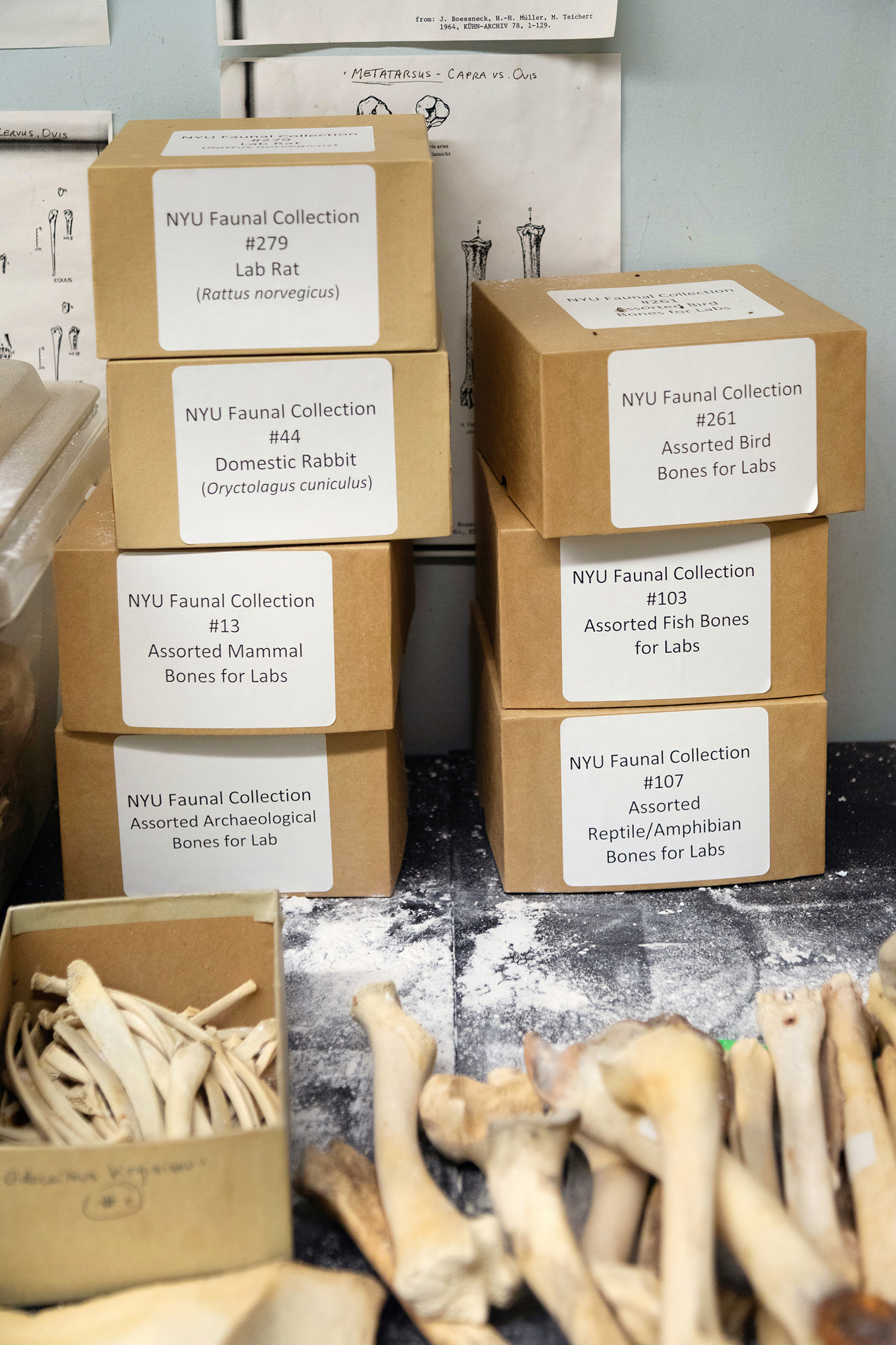 Boxes in the NYU Faunal Collection. 