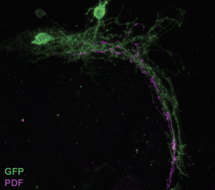 Fruit fly brain scans