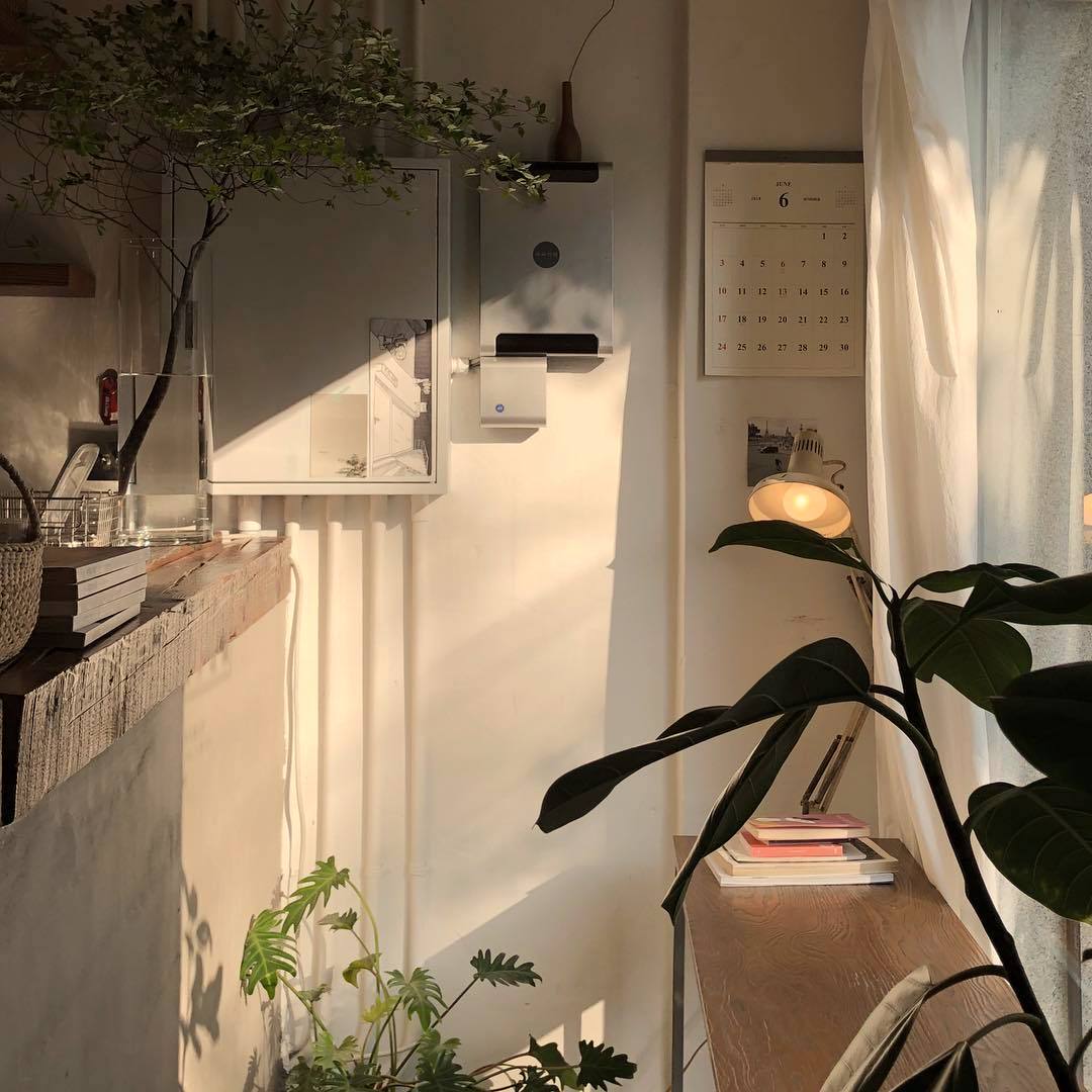 Sunlit corner of a peaceful room with white walls and wooden shelves/tables, and large house plants. 