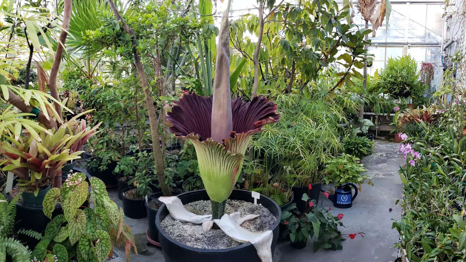 Corpse-Flower-teaser-2020.jpg