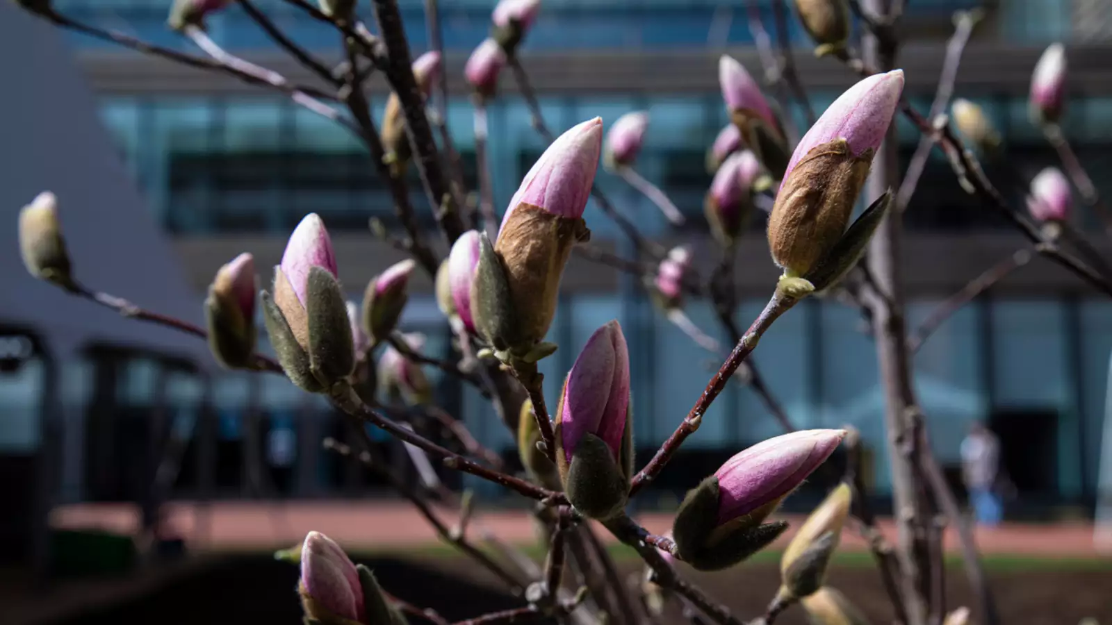 A picture of a blooming magnolia tree on Barnard's campus