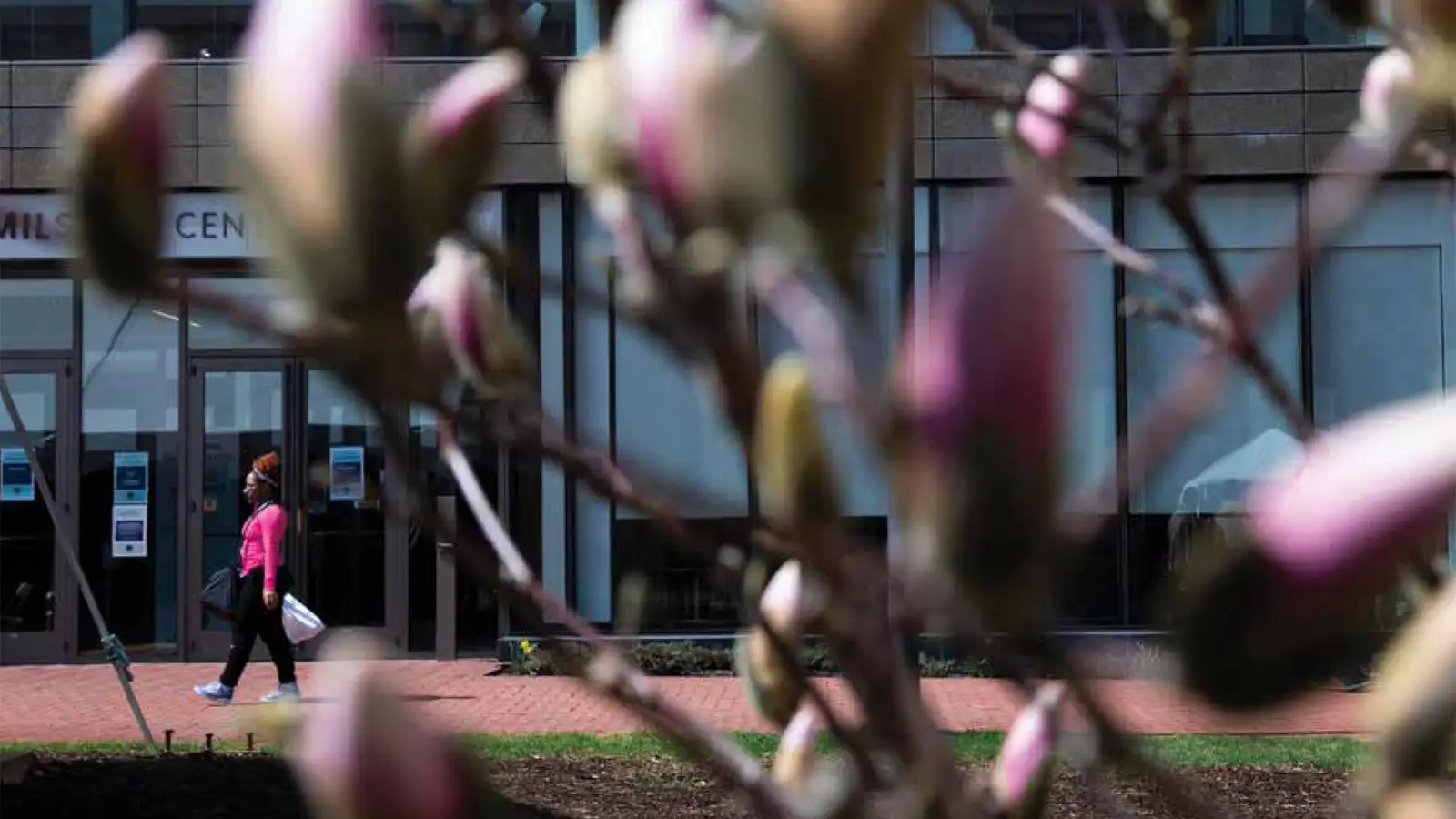 Magazine cover magnolia buds with Milstein Center in background