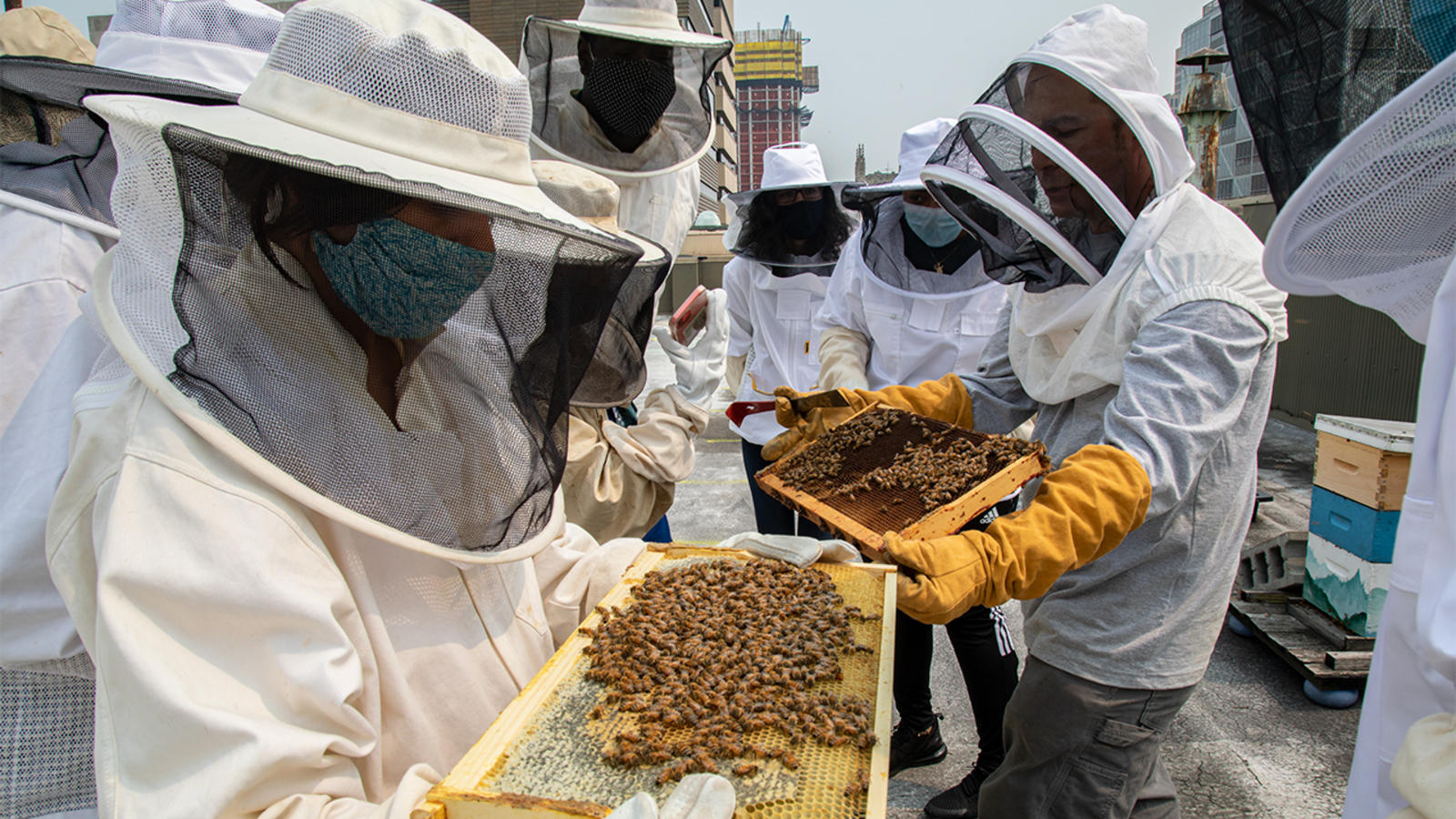 A group of people in bee keeping suits stand around two people holding wooden honeycombs covered in bees