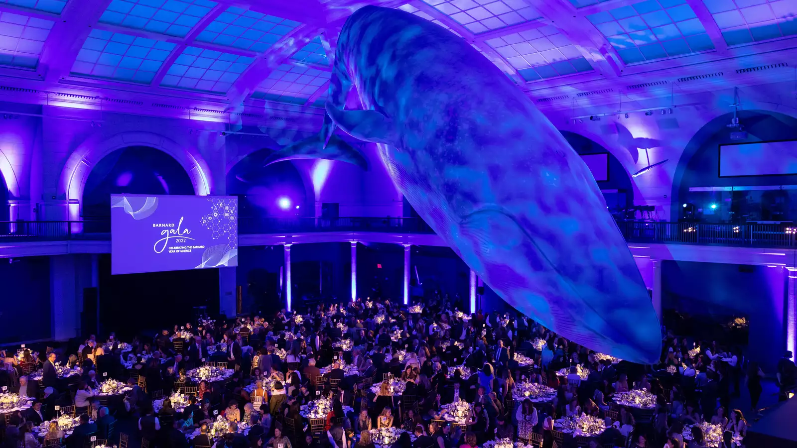 Gala Whale