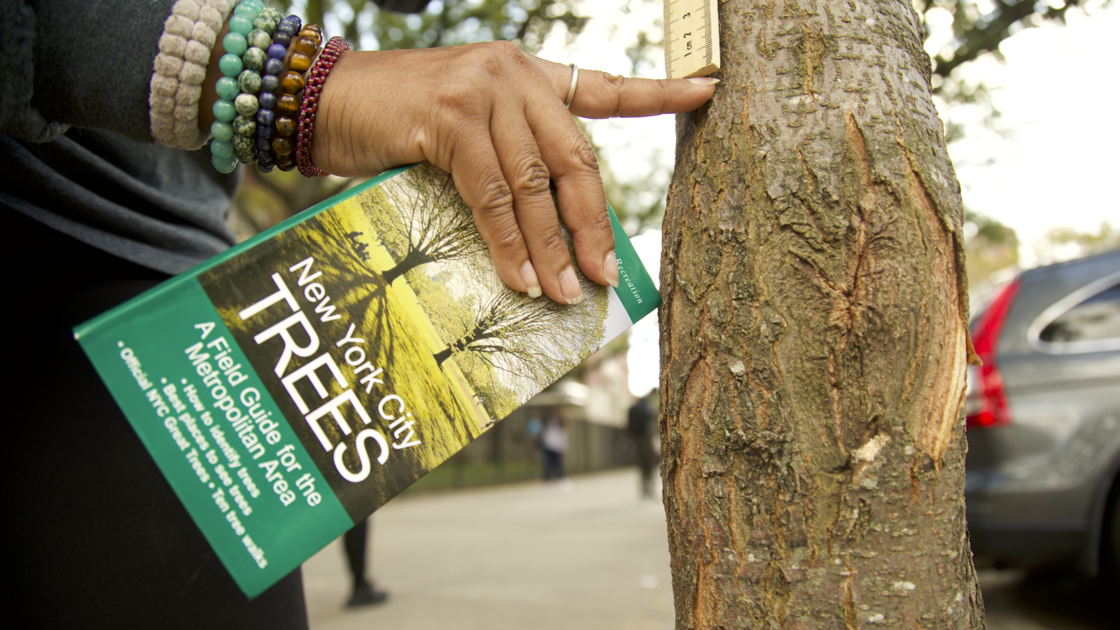 A hand holding a book called "New York City Trees" points to the bottom of a ruler at the 1cm mark. The ruler measures the length of the tree from the top.