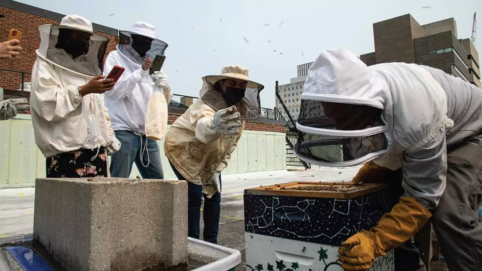 roof bee