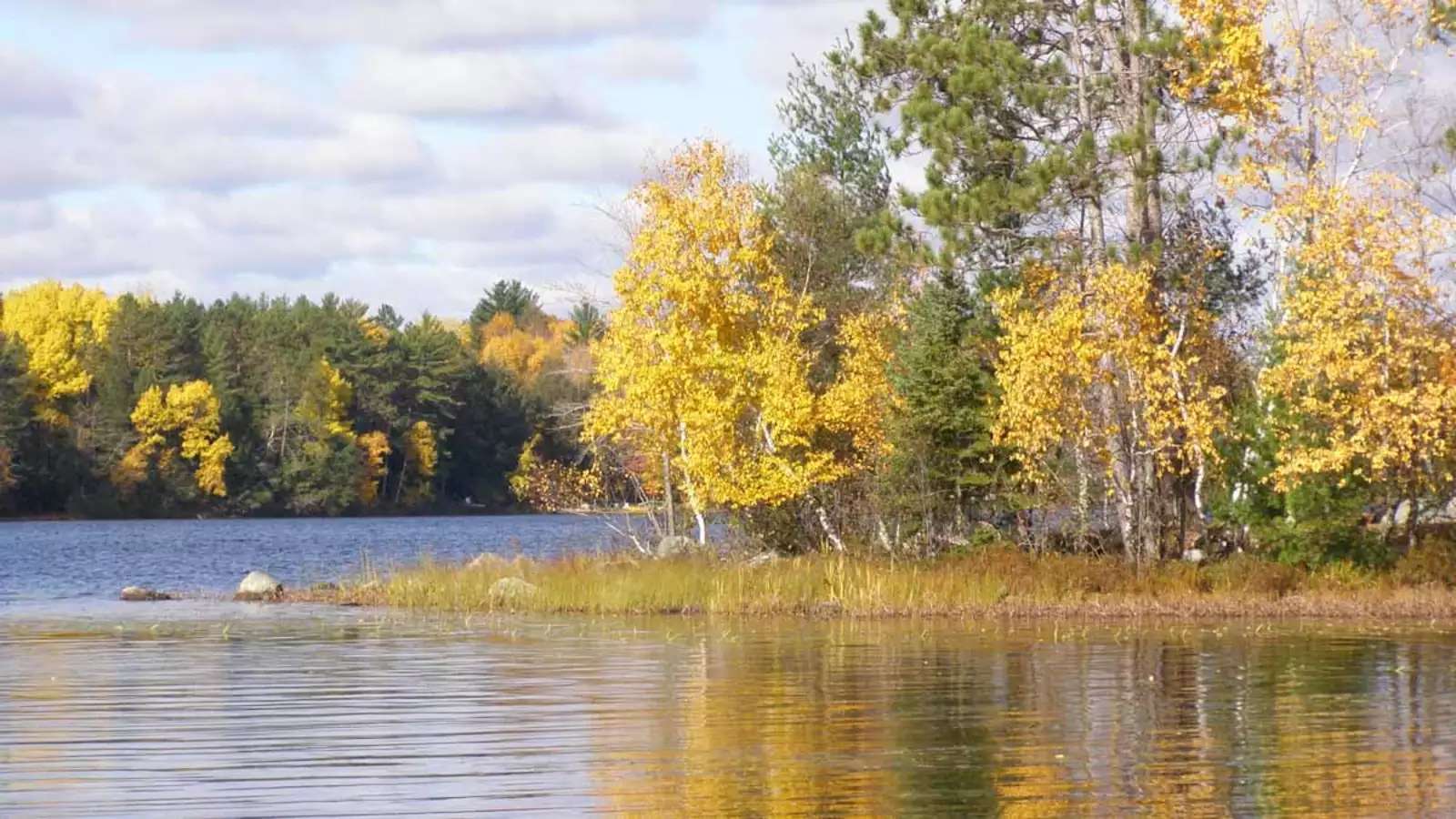 Yellow leaves on aspen trees on the shores of a lake in Wisconsin