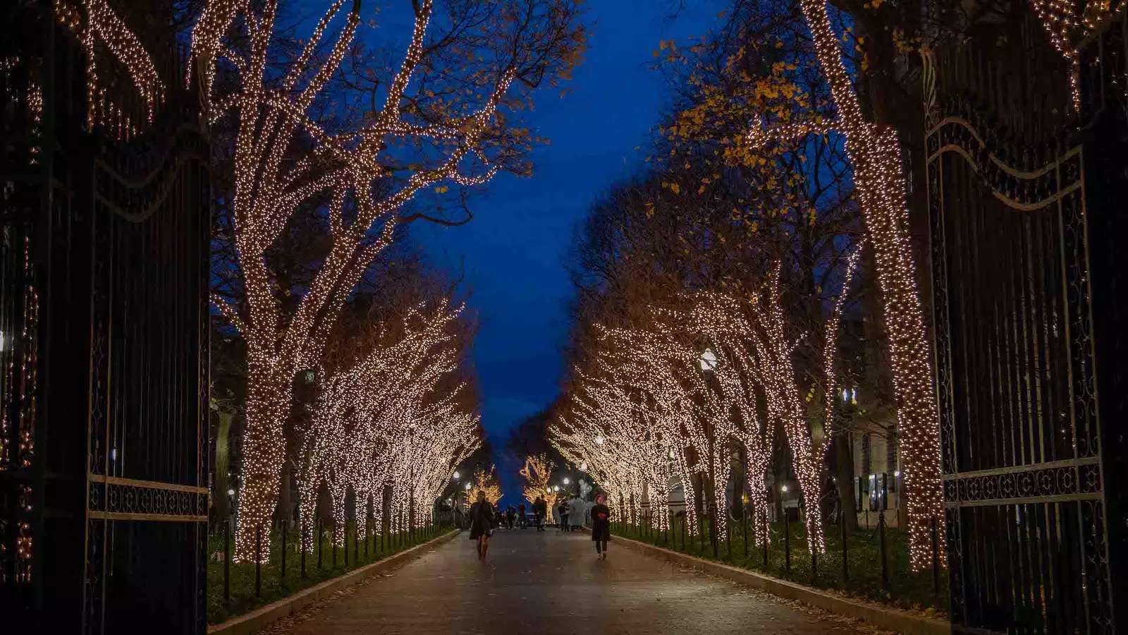 College Walk Columbia white lights on trees