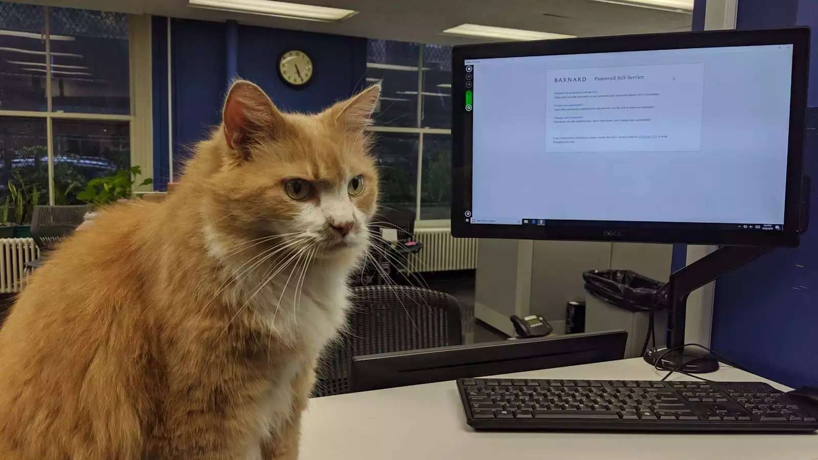 Fluffy orange and white cat sits on a desk next to a computer