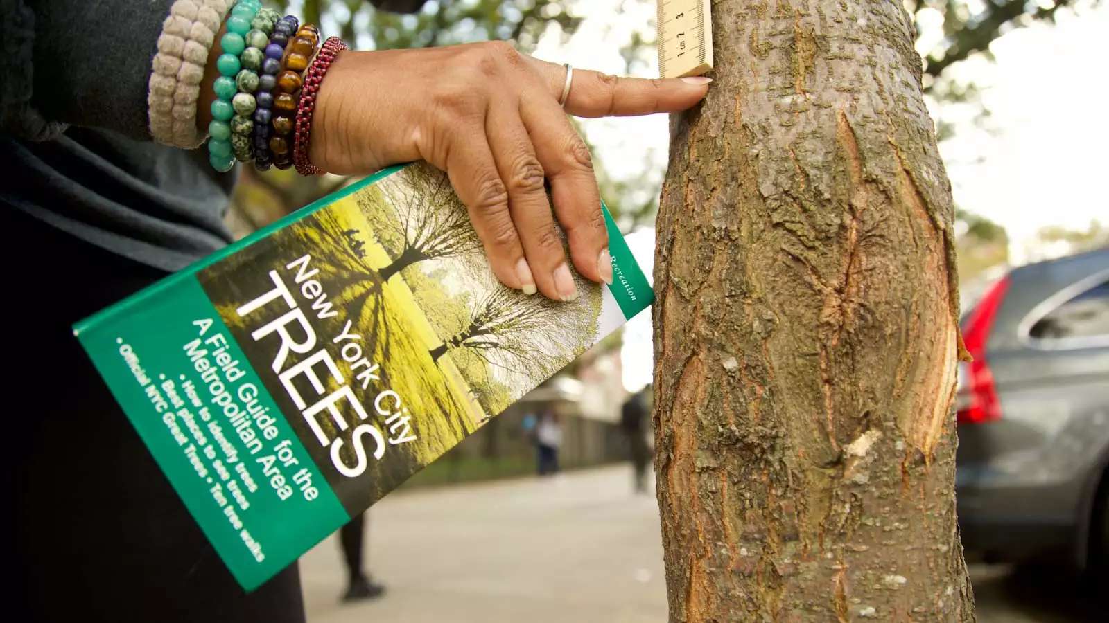 A hand holding a book called "New York City Trees" points to a tree trunk