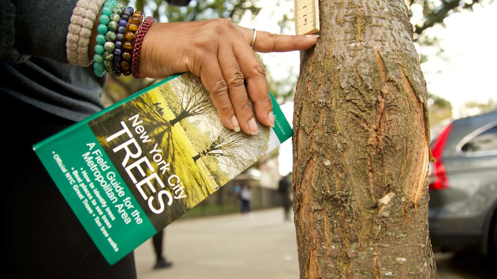 A hand holding a book called "New York City Trees" points to a tree trunk