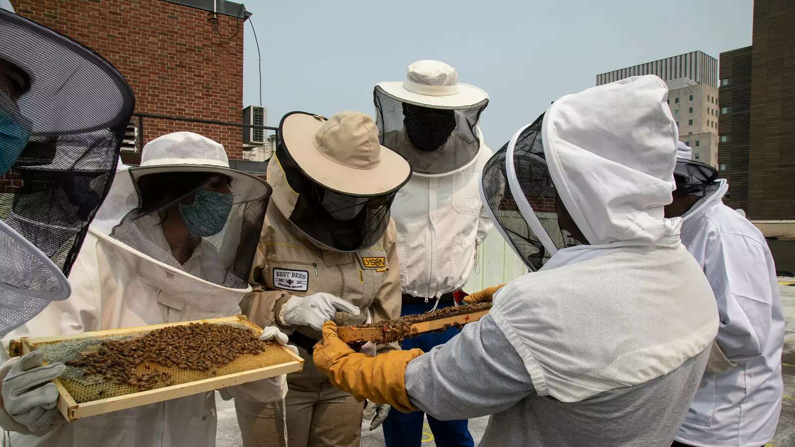 Beekeepers examine bee hives