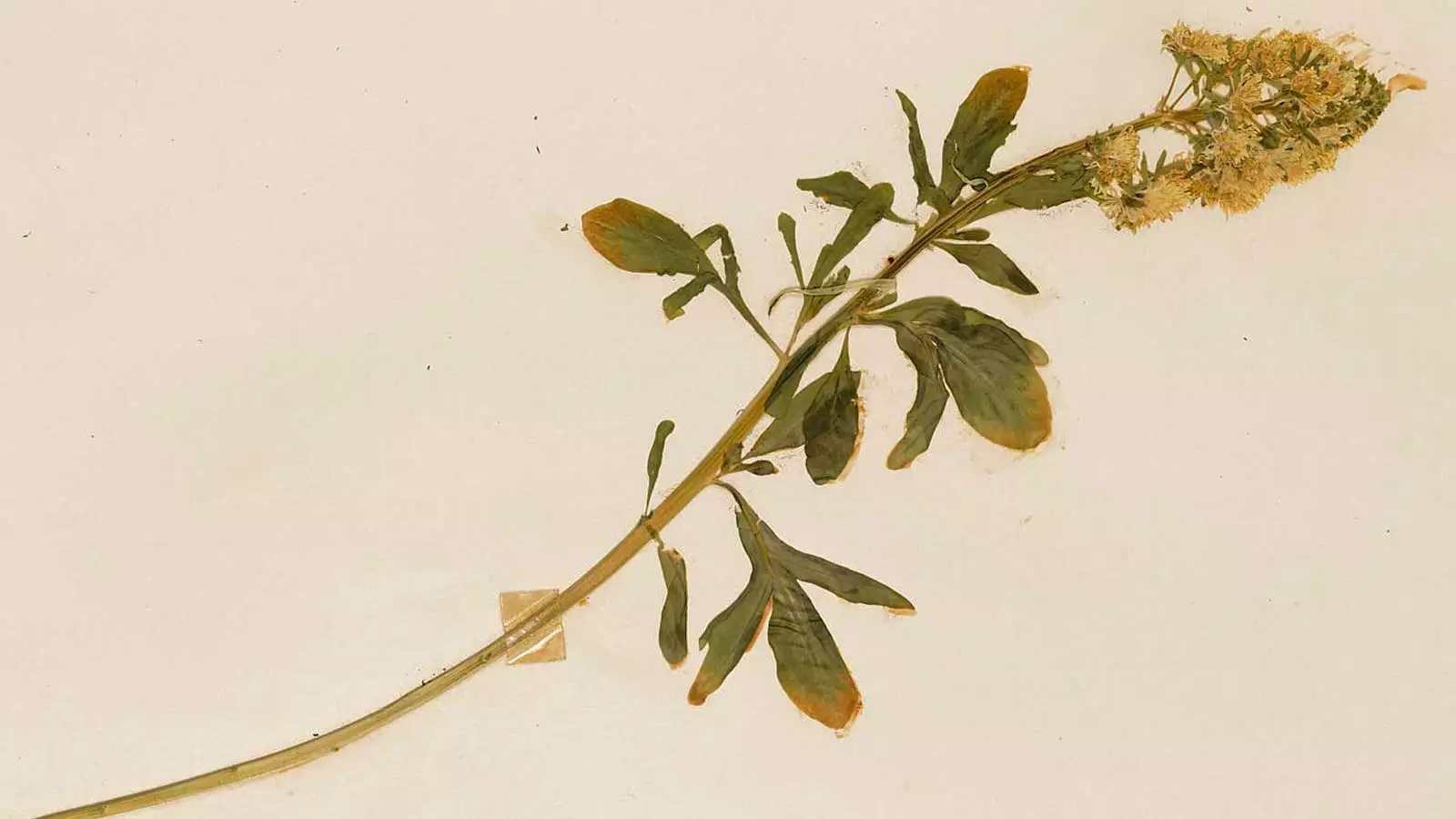 Reseda-lutea