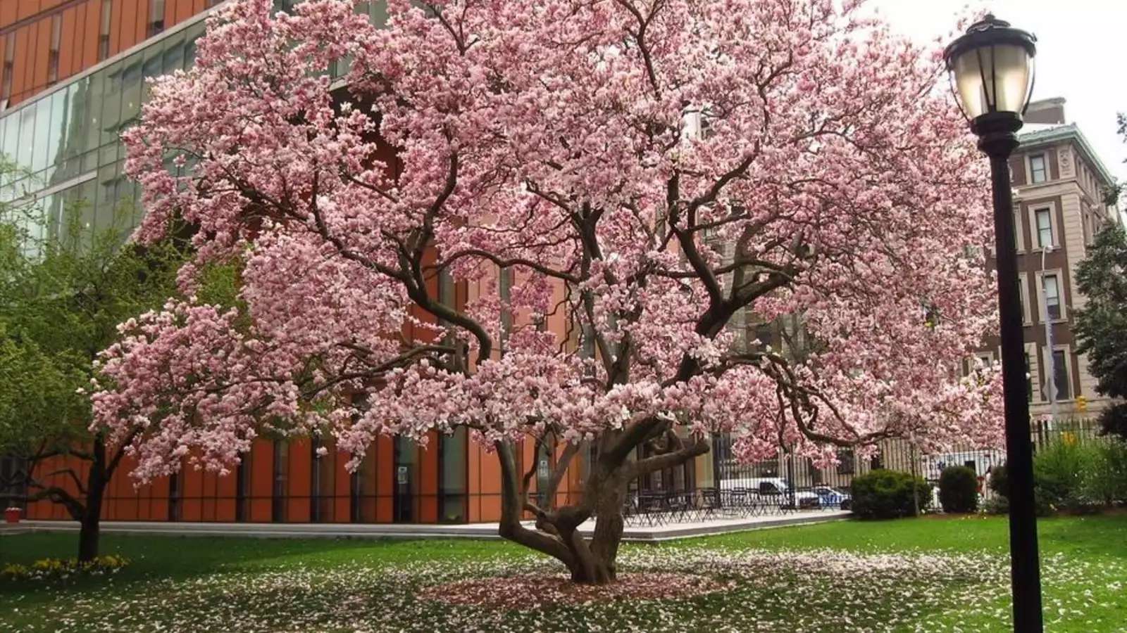 magnolia tree in bloom