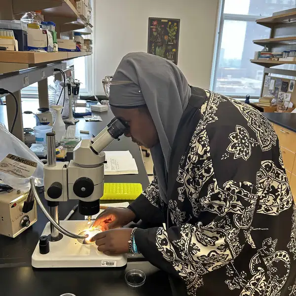 Asstan peers at pollen tubes through a microscope