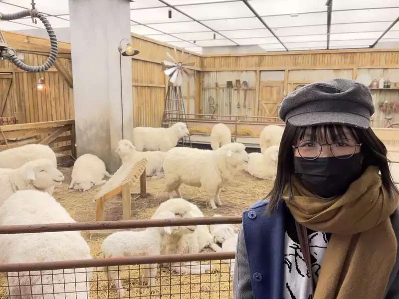 Robot Sheep