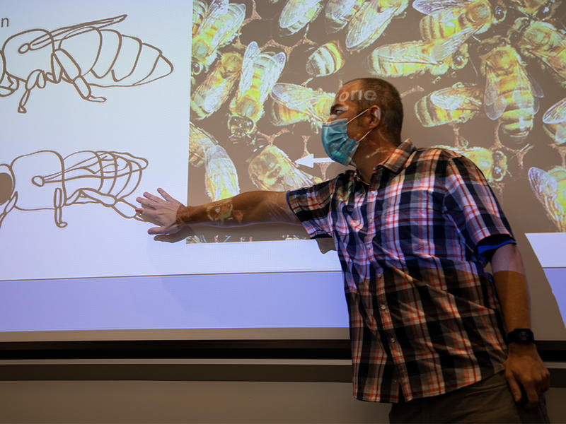A man points at a powerpoint slide with two diagrams of bees and a photo of a group of bees on it