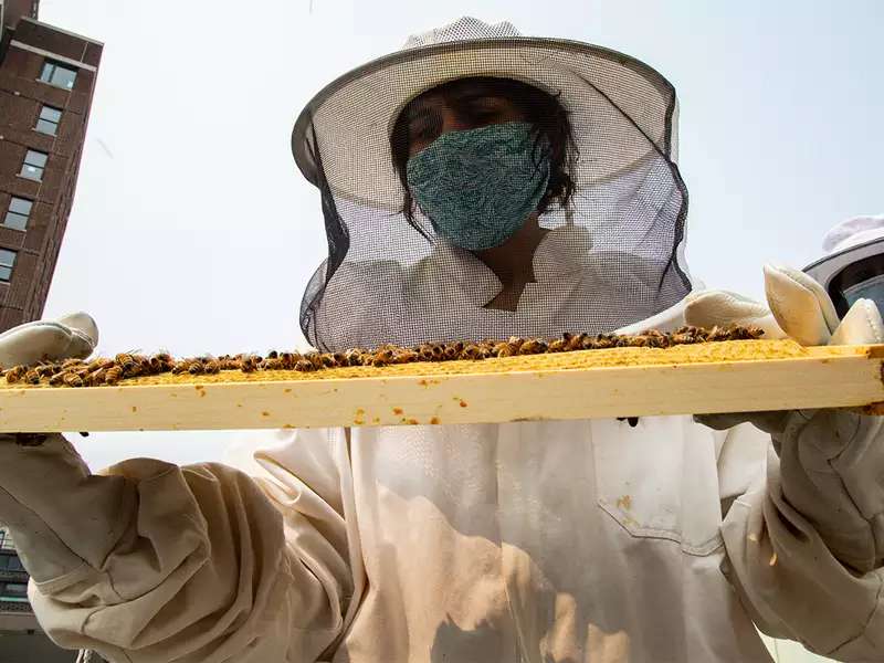 A person in a beekeeping suit holds up a wooden honeycomb covered in bees