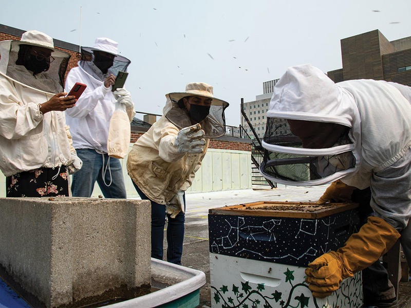 Bee keepers tending to bees