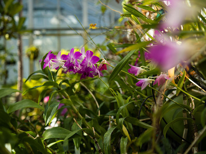 Photograph of purple flowers grown in the Barnard greenhouse